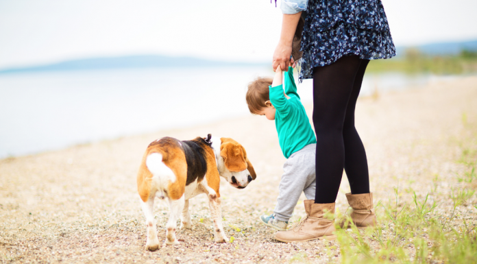 A woman holding hands with a toddler while walking a dog.