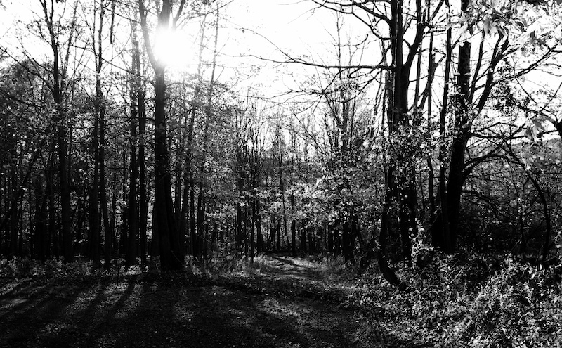 A Pine Hill Autumn