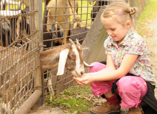 A girl petting a goat through a fence.