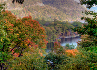Fall foliage on a mountain.