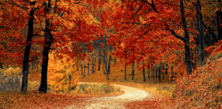 A path with fall foliage.