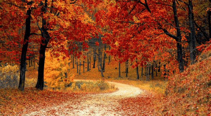 A path with fall foliage.