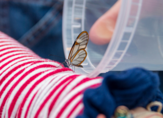 Releasing a butterfly.