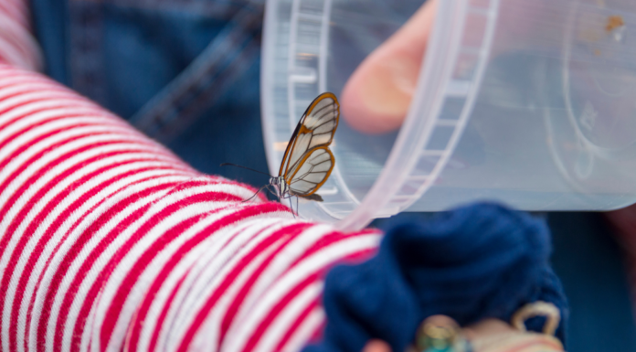 Releasing a butterfly.