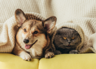 Happy National Pet Day! Celebrate National Pet Day.