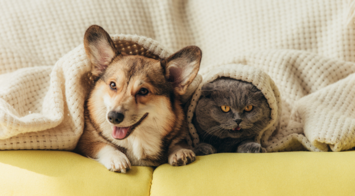 Celebrate National Pet Day.