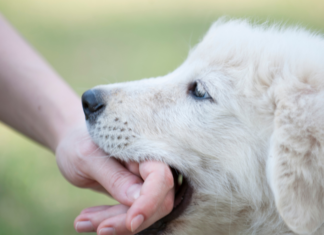 A dog biting a hand.