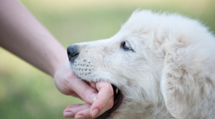 A dog biting a hand.