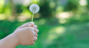 Child holding a dandelion.