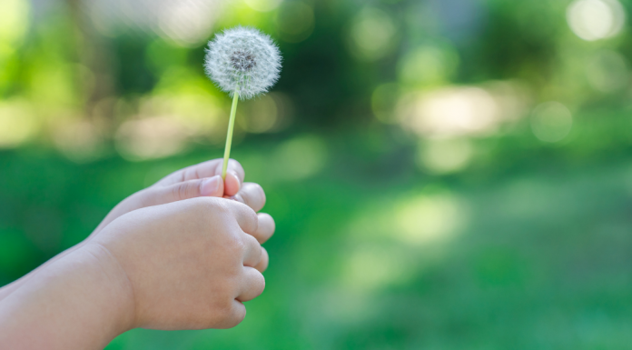 Child holding a dandelion.
