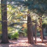 larsen_sanctuary_woods_web2 (2)