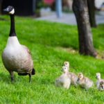 Motherduck