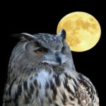 Owl Moon