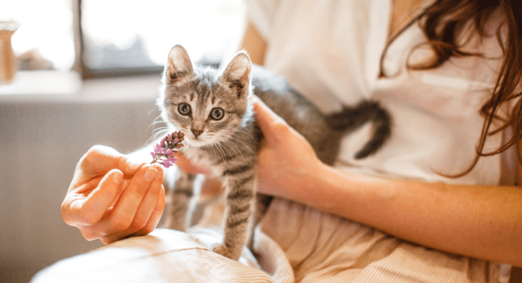 pet adoption