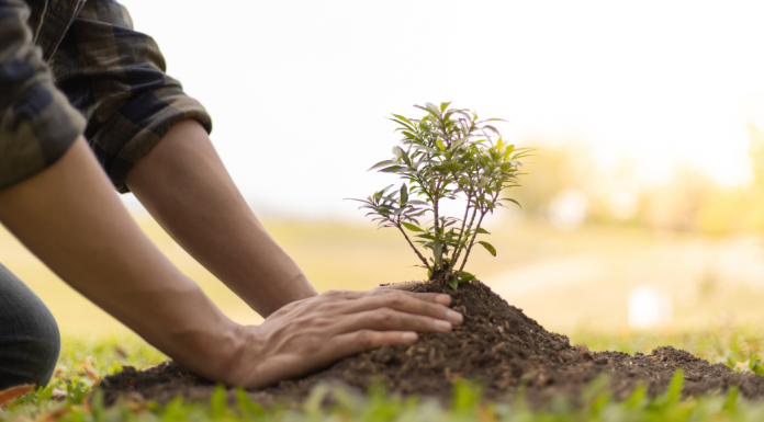planting a tree
