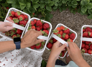 Picking your own strawberries.