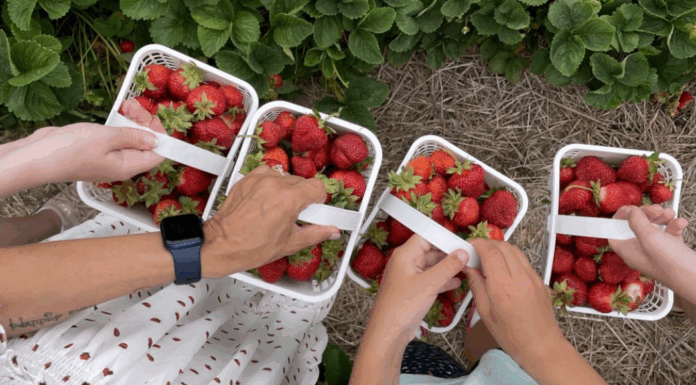 Picking your own strawberries.