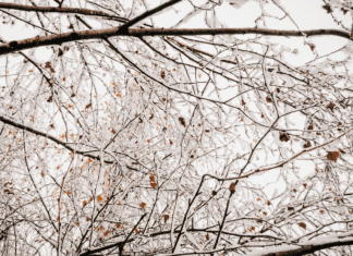Snow on branches.