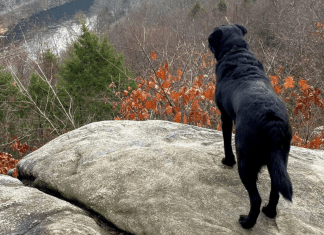 A dog on a rock.