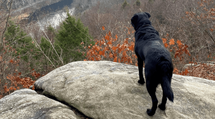 A dog on a rock.