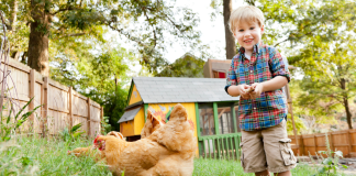A boy in his backyard with chickens.