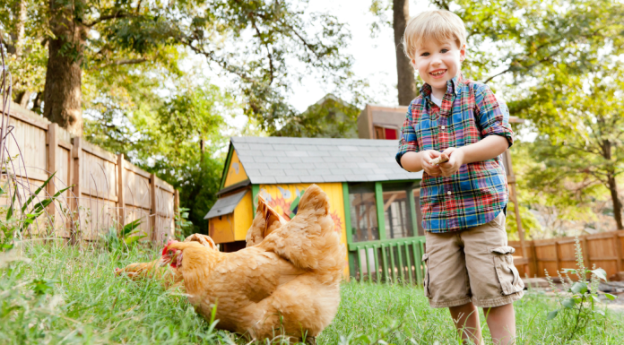A boy in his backyard with chickens.