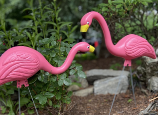 Flamingos displayed in a front lawn.
