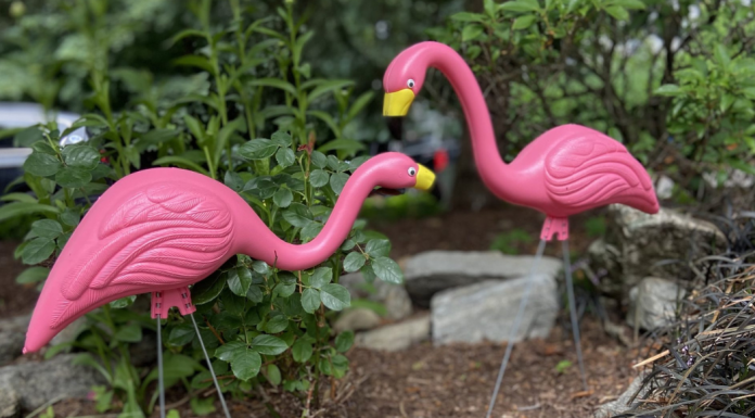 Flamingos displayed in a front lawn.
