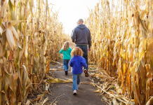 A family walking through a corn maze.