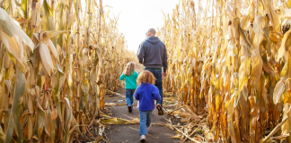 A family walking through a corn maze.