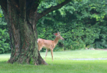 A deer in a backyard.