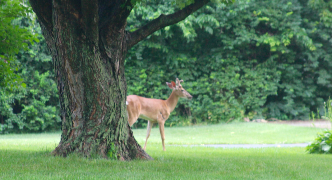 A deer in a backyard.