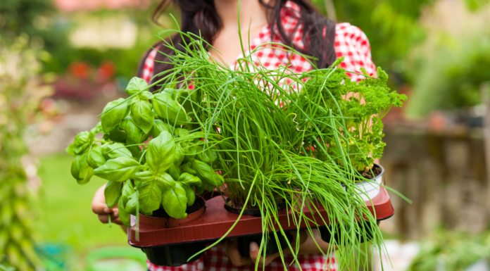 A woman holding a basket of herbs grown in a home garden.