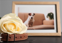 A dog leash and flower resting next to a framed photo of a dog.