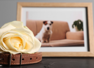 A dog leash and flower resting next to a framed photo of a dog.