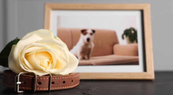 A dog leash and flower resting next to a framed photo of a dog.