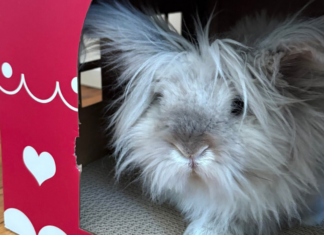 A pet rabbit.