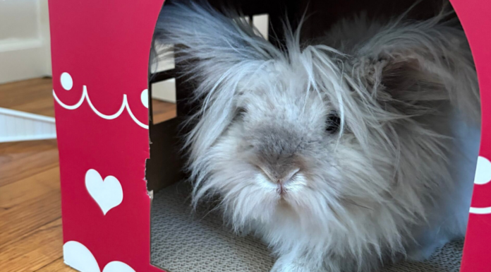 A pet rabbit.