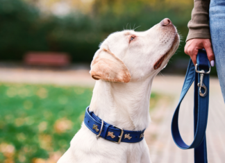 A dog on a leash.
