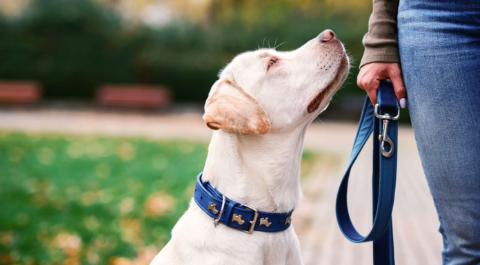 A dog on a leash.
