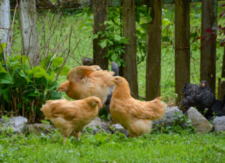 Backyard chickens.
