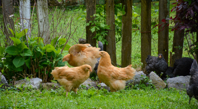 Backyard chickens.