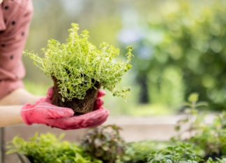 Gardening.