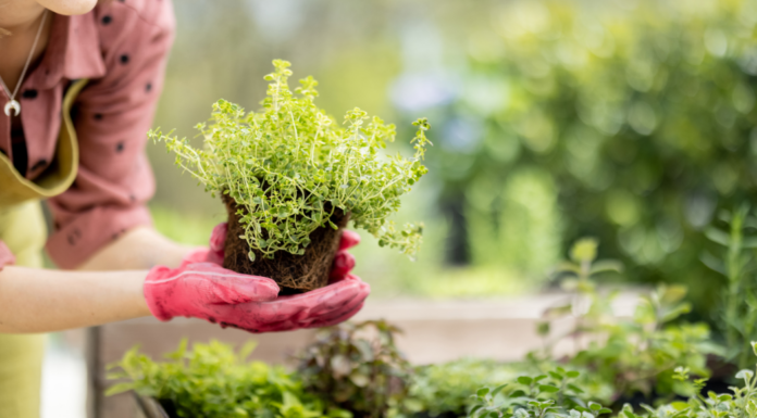 Gardening.