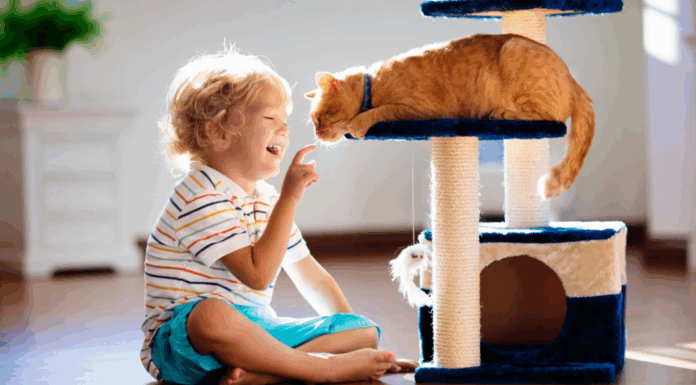 A boy playing with a cat.