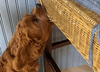 A dog chewing on a chair.