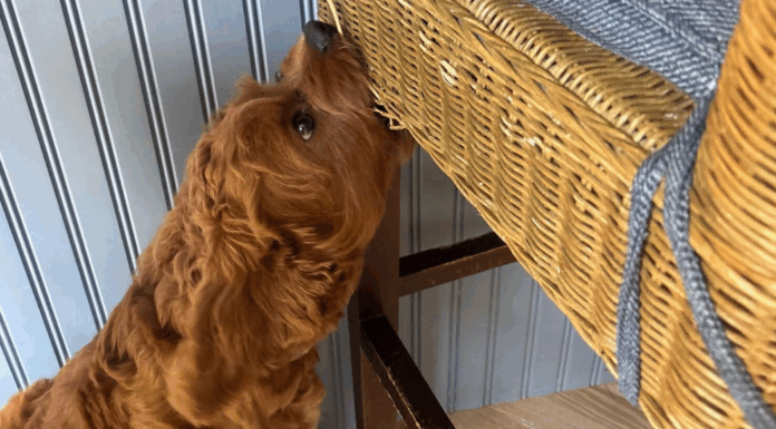 A dog chewing on a chair.