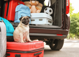 Pack the Car and Take the Trip A dog sitting on a suitcase while packing the car.