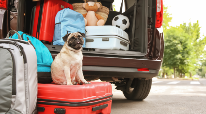 Pack the Car and Take the Trip A dog sitting on a suitcase while packing the car.