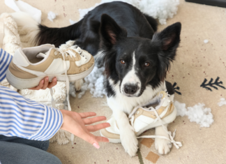 A dog chewing on a shoe.